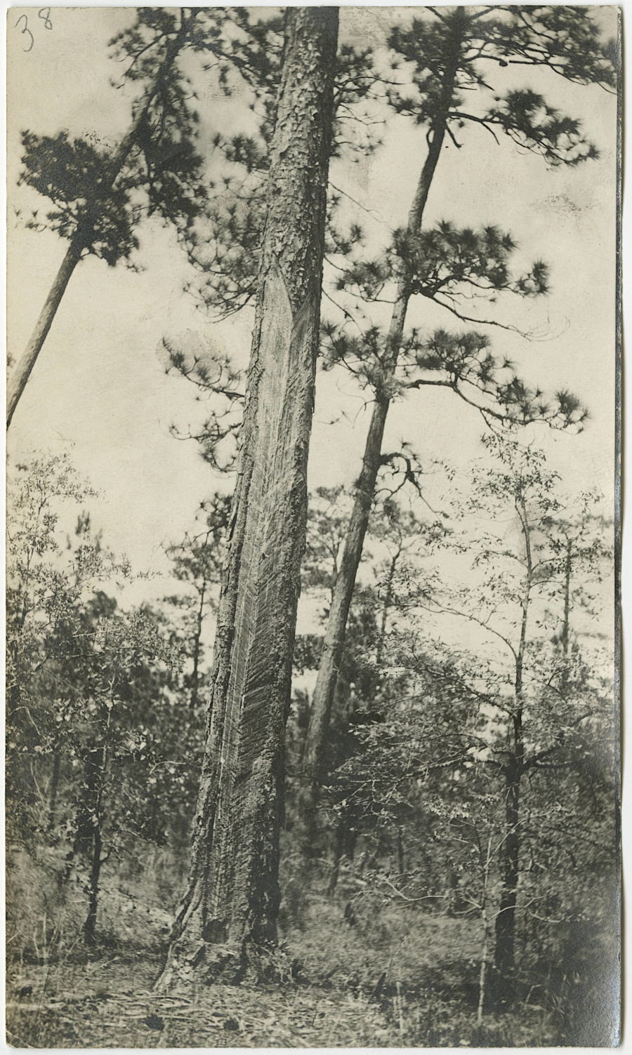 to box a pine and obtain sap for about 5 years, a hole was cut and bark was gradually peeled away above it