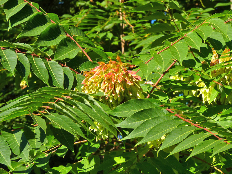 the tree-of-heaven (Ailanthus altissima) was native in Virginia back in the Miocene epoch over two million years ago