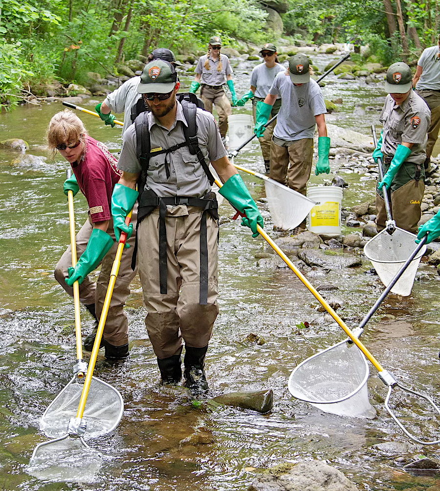 stream sampling for brook trout in Shenandoah National Park has revealed a decline in their populations due to climate change