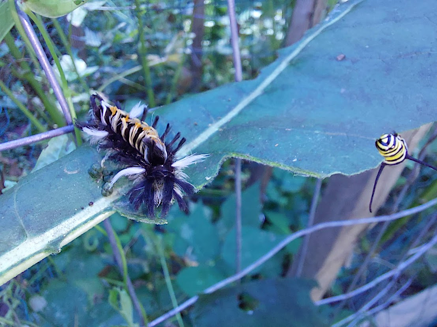 both monarch and Milkweed Tussock Moth caterpillars absorb the toxic sap from milkweed plants