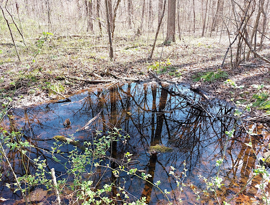 vernal pools are wetlands which hold water seasonally, providing habitat long enough for egg masses of wood frogs and salamanders to mature before drying up in the summer