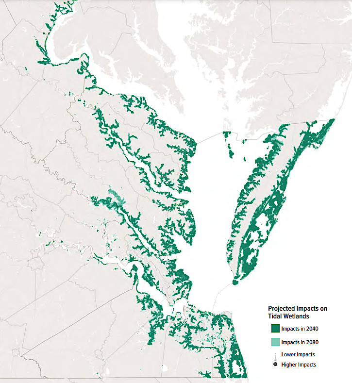 89% of the 190,000 acres of tidal wetlands still remaining in 2020 could be converted to open water by 2080