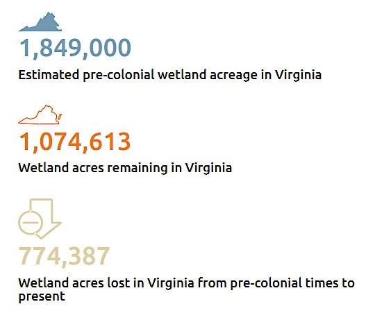 Virginia has lost over 40% of its natural wetlands since 1607