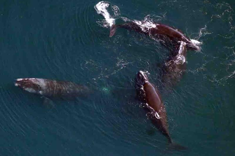 there are less than 100 breeding North Atlantic right whale females; the species is at risk of extinction