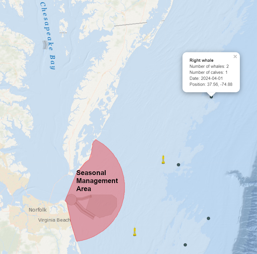 green dots show right whales known to be off the coast of Virginia between March 28-April 11, 2024