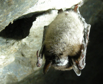 little brown bat affected by white-nose syndrome