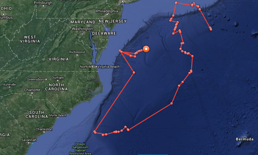 March/April, 2016 track of a great white shark named Mary Lee by researchers
