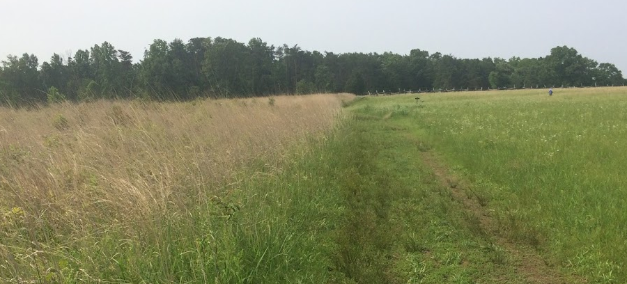 near the Brawner farmhouse, the park manages some grasslands through burning (left) and through mowing (right)