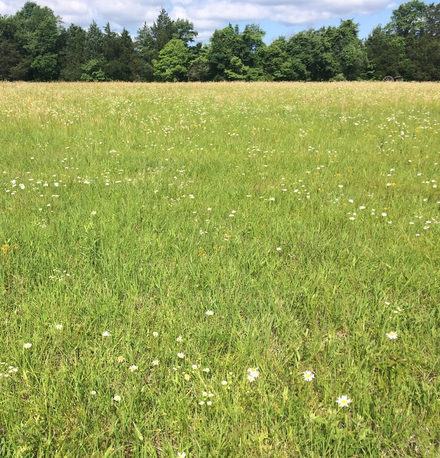 artificially-maintained meadows at the park provide natural beauty and food for pollinating insects