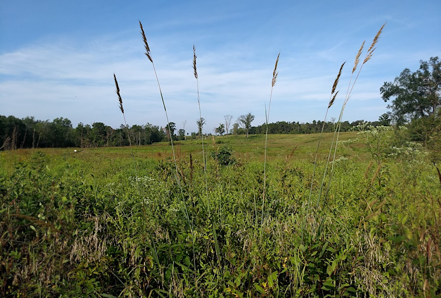 Indian Grass (Sorghastrum nutans) in August, 2019, after prescribed burn the previous March