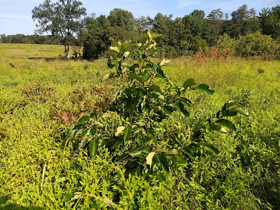persimmon (Diospyros virginiana) in August, 2019, after prescribed burn the previous March