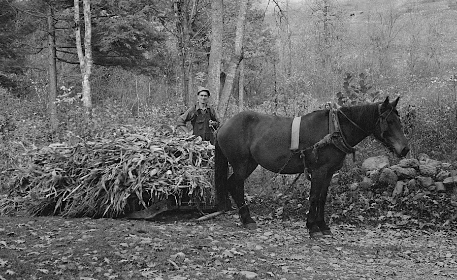 moving corn via sled rather than a wheeled wagon, 1935