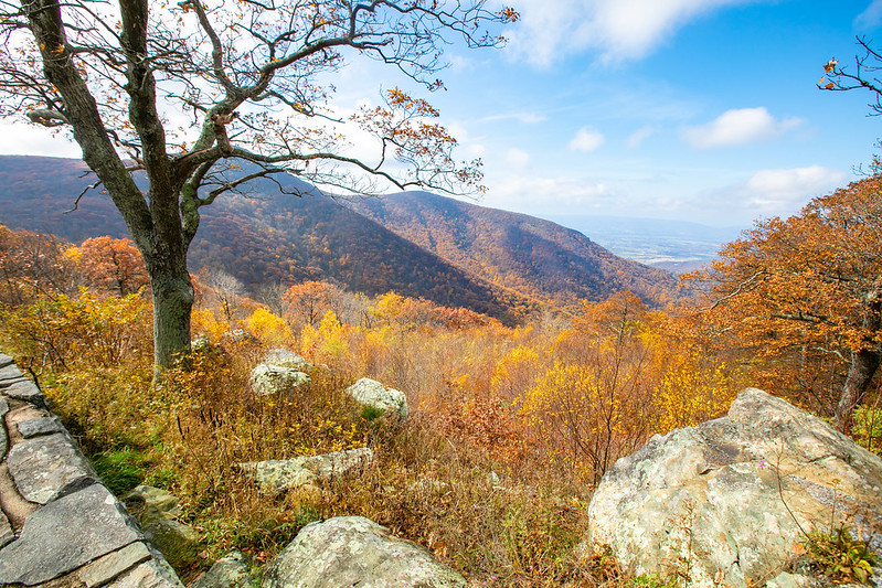 the trees in the Eastern deciduous forest turn colors along the Skyline Drive each Fall