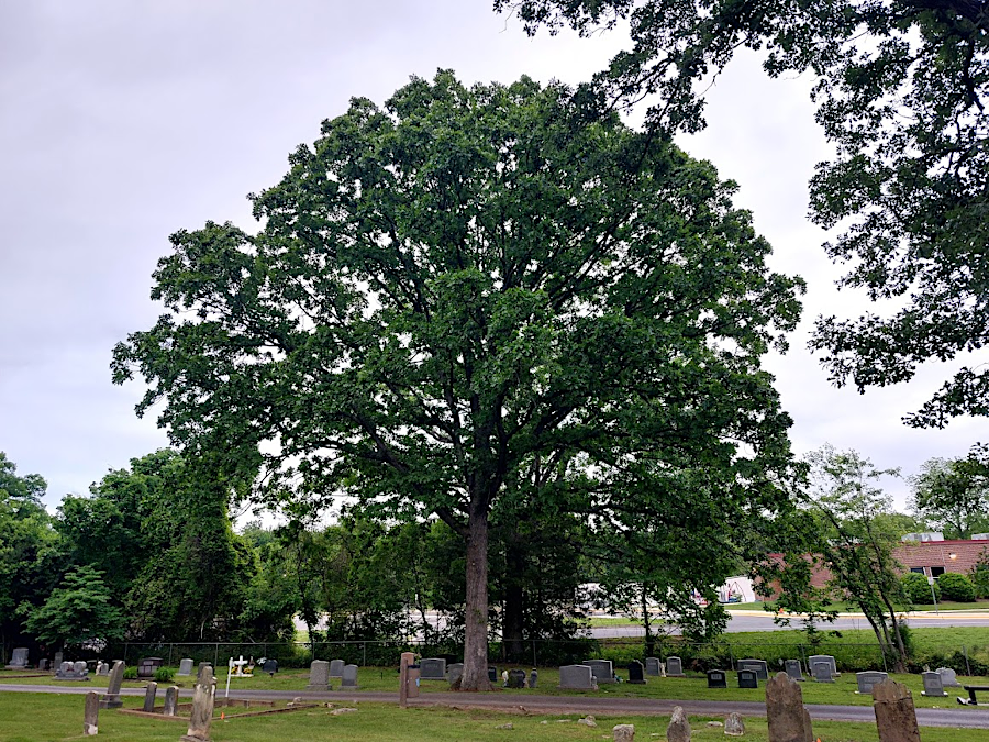 because cemeteries are open spaces, the few trees allowed to grow receive enough sunlight to maintain branches all the way to the ground (Dumfries Cemetery, Prince William County)