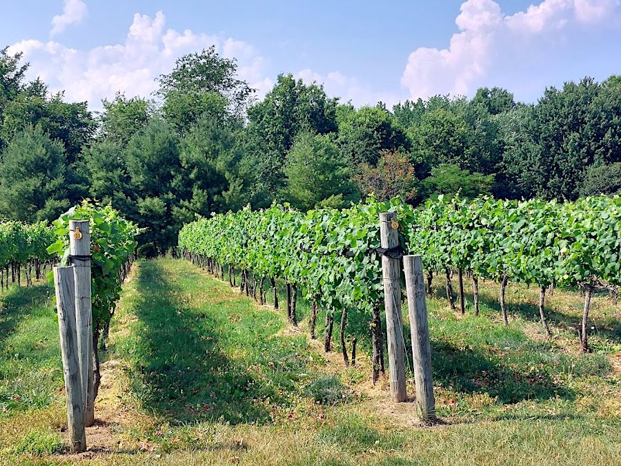 vineyard at LaGrange Winery in Prince William County