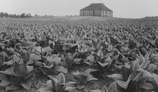 slavery was developed in Virginia so planters could acquire a cheap labor force to grow tobacco