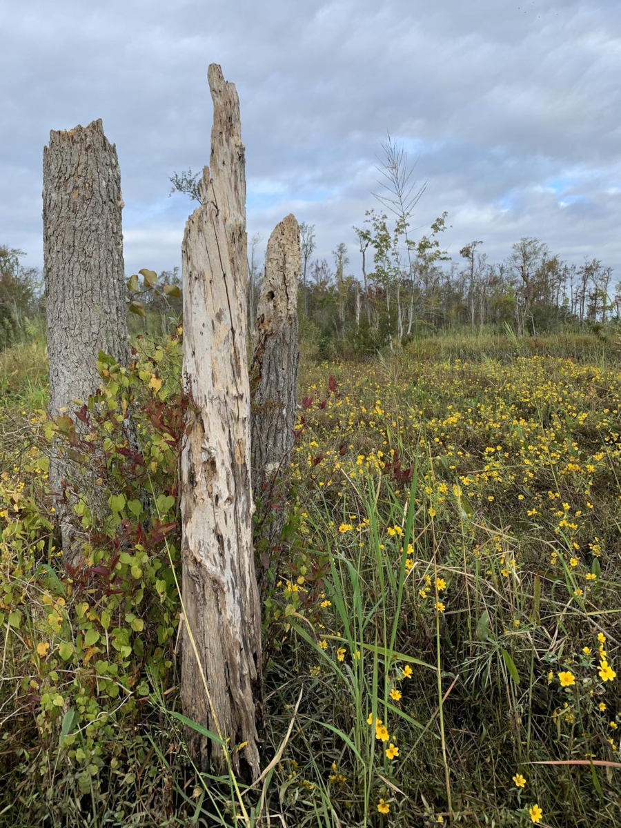low-level salinization is forming ghost forests, replacing trees with marsh plants as saltwater intrudes westward towards the geologic Fall Line boundary