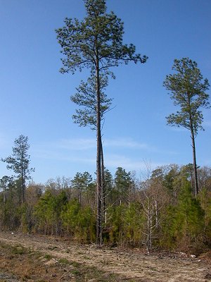pine planting at Hog Island Wildlife Management Area, north of Surry nuclear power plant
