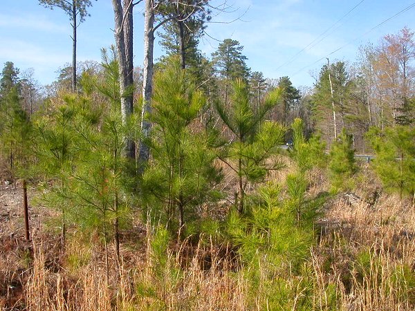 pine regeneration at Hog Island Wildlife Management Area, north of Surry nuclear power plant