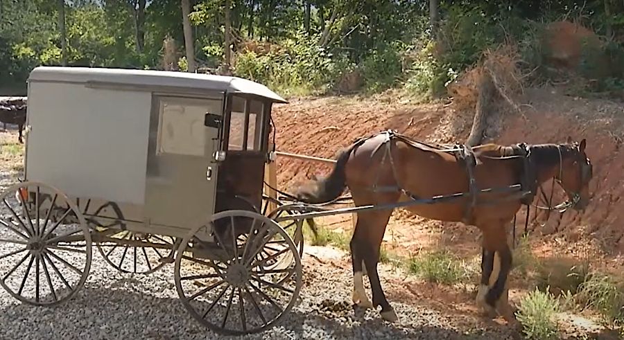 the Amish choose to use horses and buggies rather than modern cars