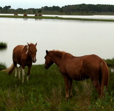 wild horses on Assateague Island - a species brought to North America by explorers and colonists starting in 1500's