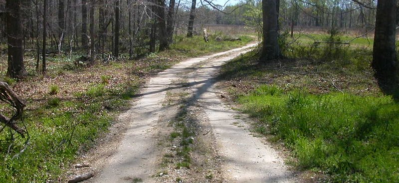 unpaved dirt road in Coastal Plain (Surry County)
