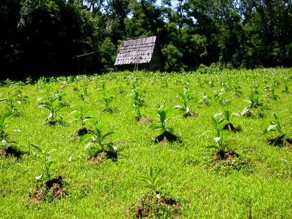 tobacco field at Claude Moore Farm