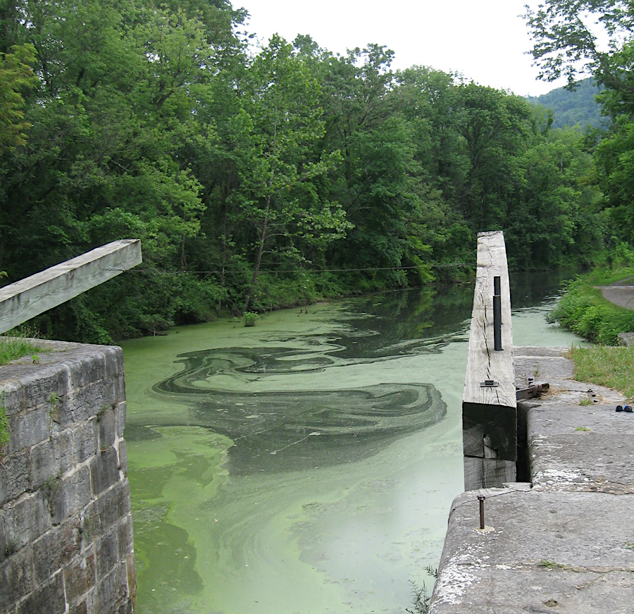 blooms of algae and cyanobacteria occur in static water with high levels of nitrogen and phosphorous, such as sections of the Chesapeake and Ohio Canal