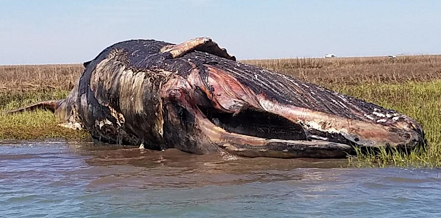 a dead humpback whale was left to decompose on a barrier island near Oyster in 2019