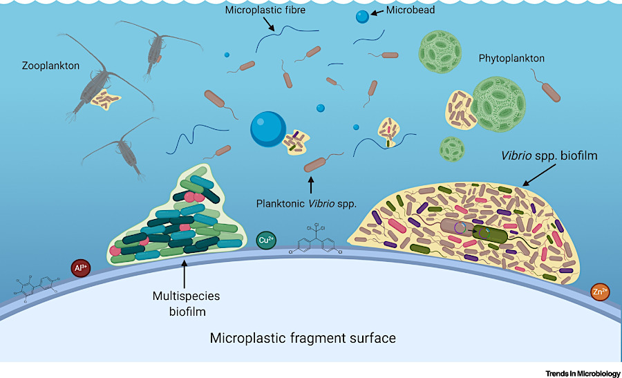 viruses and microplastics might interact to have a greater impact than either one individually