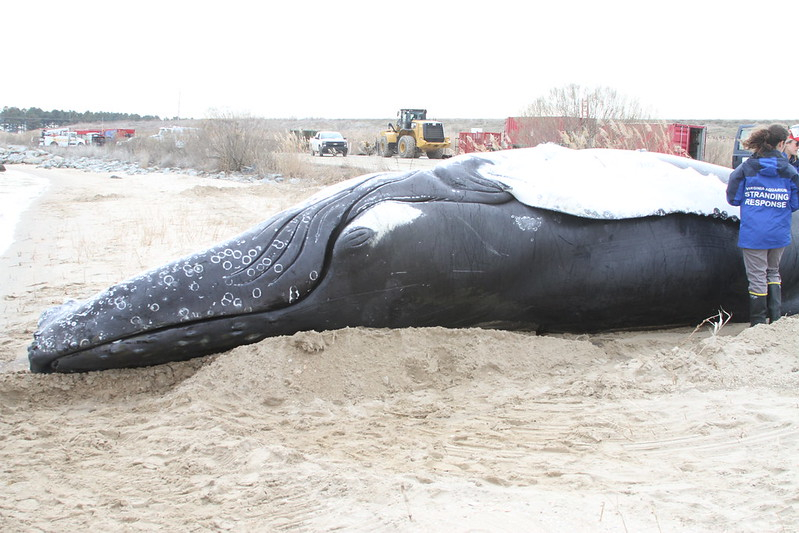 a dead humpback whale was dragged onto the Craney Island Dredged Material Management Area in 2017