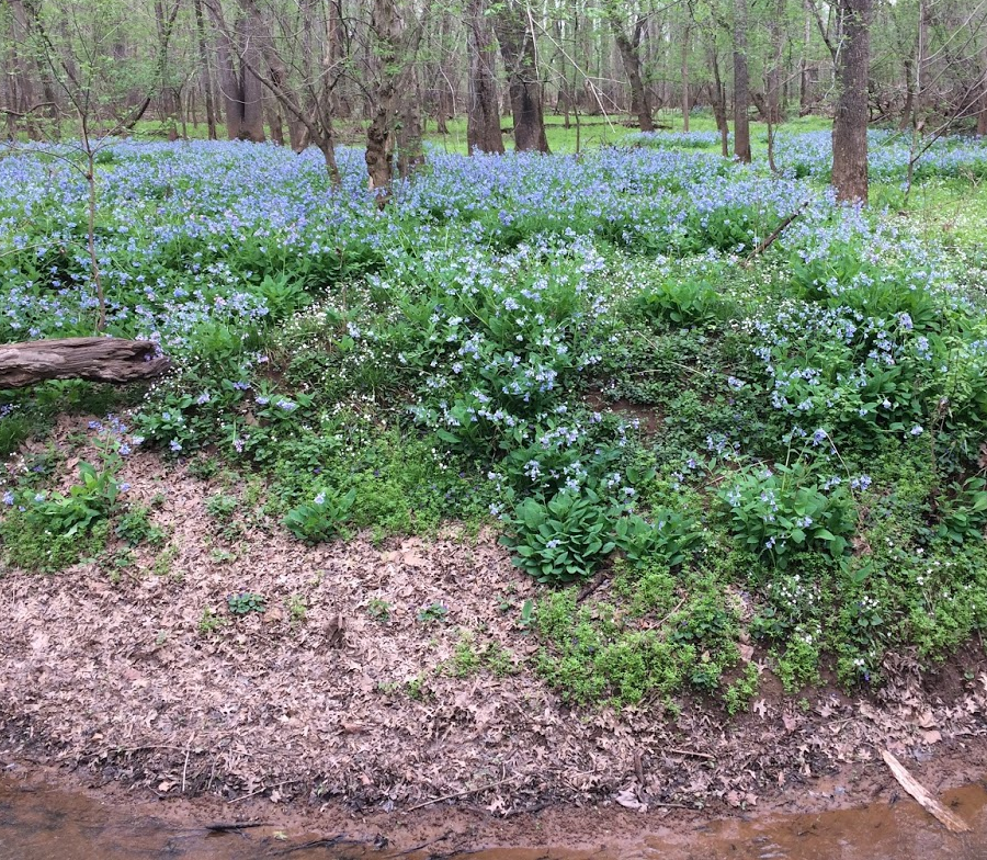 spring ephemeral plants such as bluebells bloom on floodplains before leaves of box elder maples create too much shade