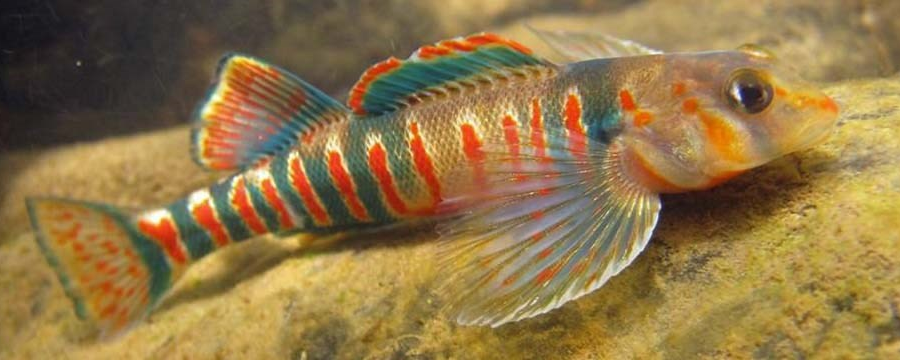 one remaining population of the Candy Darter is isolated from all others by Claytor Dam