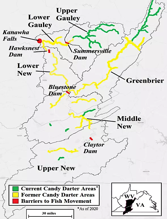 one remaining population of the Candy Darter is isolated from all others by Claytor Dam