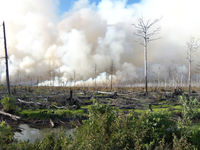 Lateral West Forest Fire burns towards Corapeake Ditch at Great Dismal Swamp National Wildlife Refuge, 2011