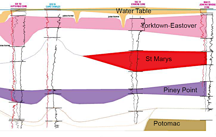 Fresh wells on the Eastern Shore wxtract freshwater from the Columbia acquifer (