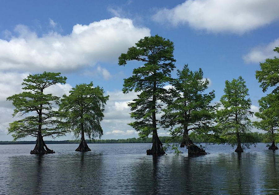 the bald cypress is now the iconic tree seen in the Great Dismal Swamp at the edge of Lake Drummond