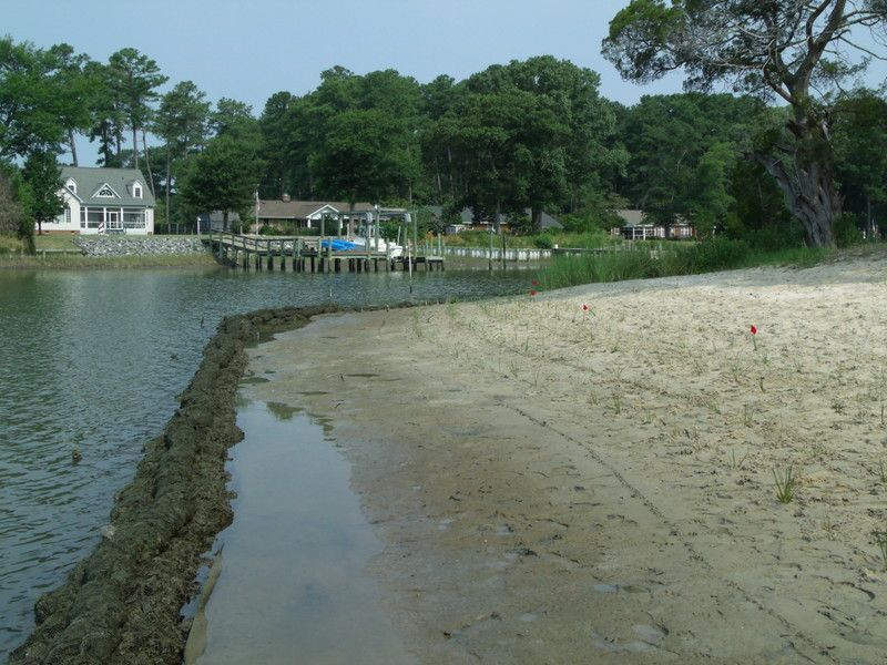 newly-created living shorelines are planted, and within one growing season provide shelter and habitat