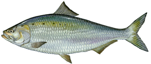 American shad spend their first summer in freshwater, then migrate to the Atlantic Ocean for three-six year before returning to spawn