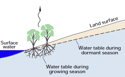 plants transpire during the growing season, sucking water from the soil and lowering the water table around the root system