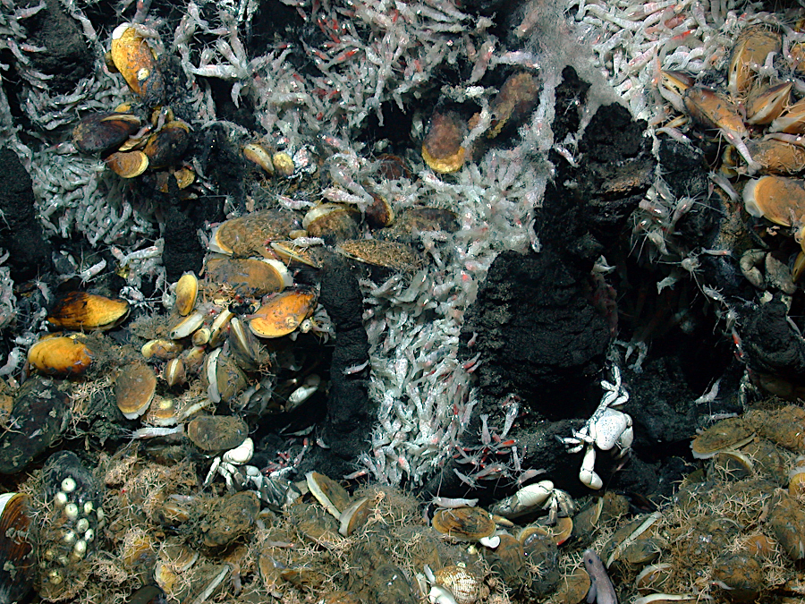 a hydrothermal vent on the Mid-Atlantic Ridge almost two miles deep - far from sunlight - harbors a closely integrated community of living organisms