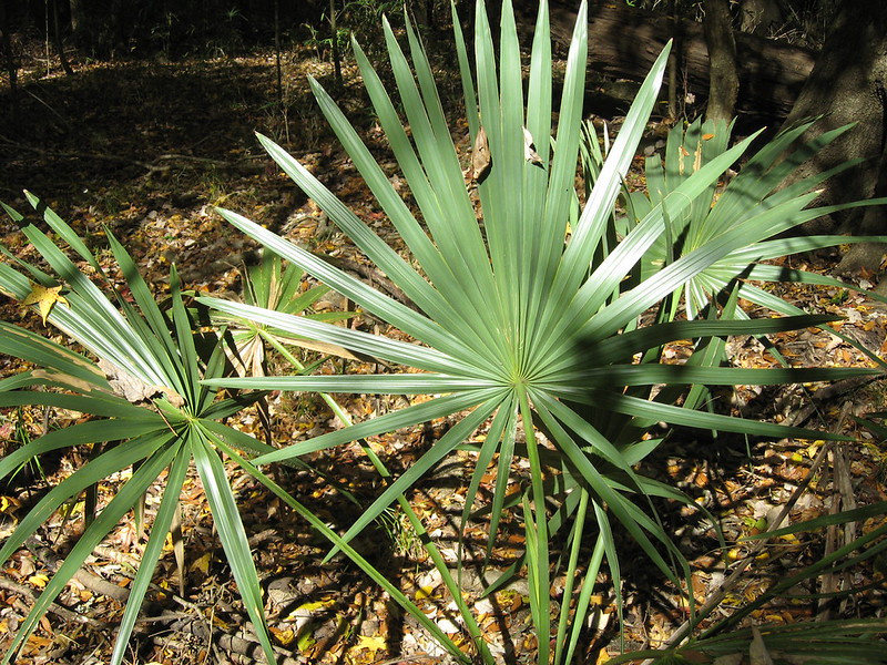 the Dwarf Palmetto (Sabal minor) was once native in southeastern Virgina