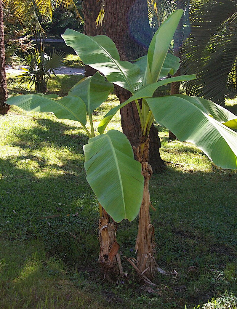 for landscaping in Virginia, Japanese hardy banana (Musa basjoo) is a more cold-hardy alternative to palm trees