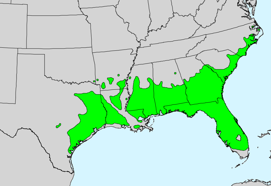 the natural range of the Dwarf Palmetto has been expanded by planting in Virginia