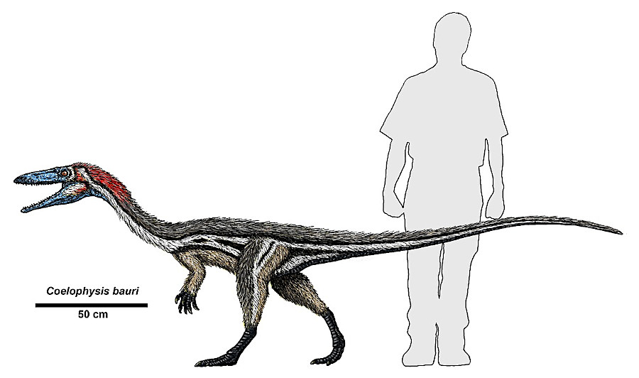 paleontologists think 10' long Coelophysis dinosaurs made most of the Kayentapus trackways found in the Culpeper Quarry