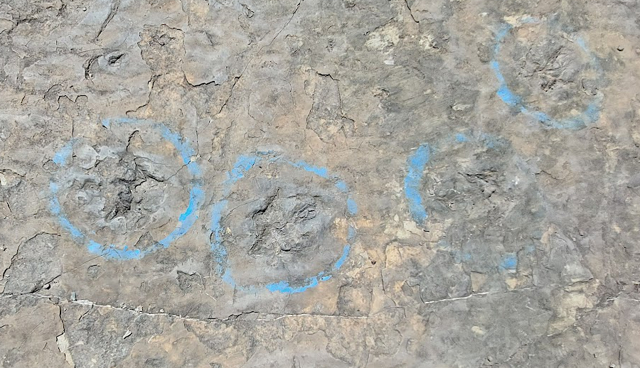outlined footprints and rubbing the rib impressions of a phytosaur belly at the Culpeper Quarry on Dino Day (May 1, 2026)