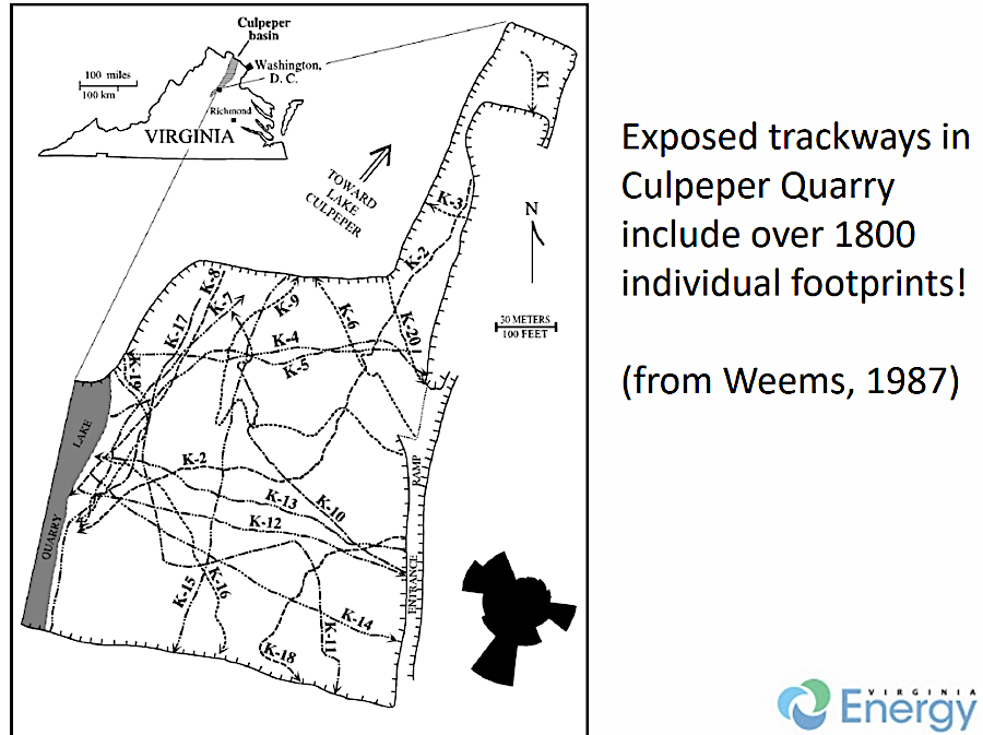 there are multiple dinosaur trackways in the Culpeper Quarry