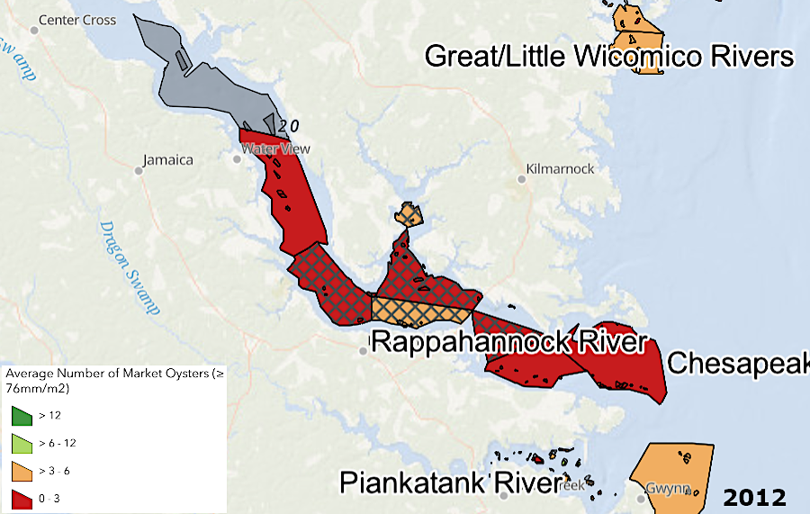 the number of market oysters on reefs in the Rappahannock River increased between 2012-2024