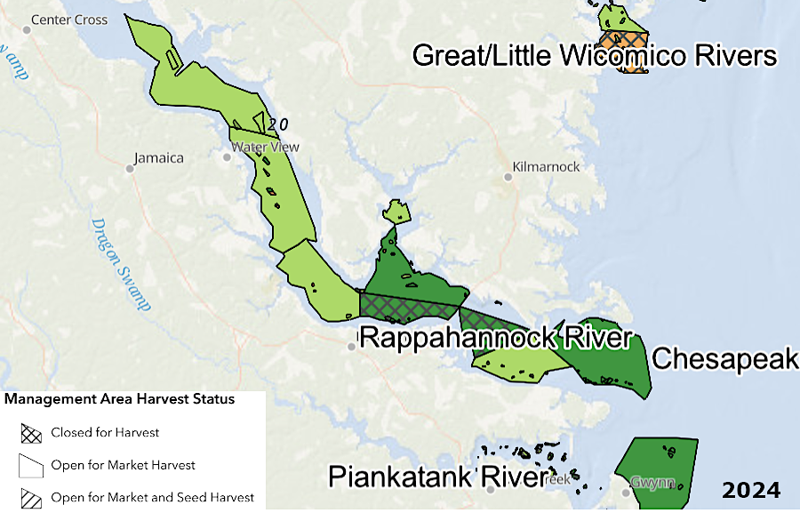 the number of market oysters on reefs in the Rappahannock River increased between 2012-2024